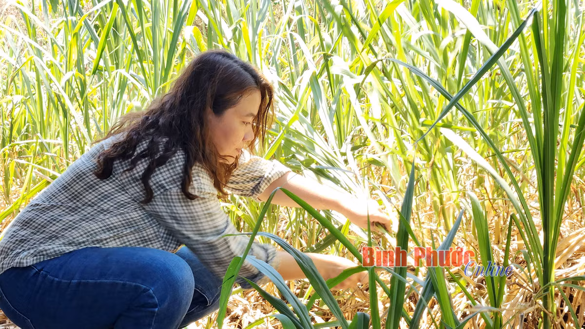 Cho gà ăn cỏ mần trầu, húng quế, tía tô bán giá 150.000 đồng/kg - Hình 4 Cho ga an co man trau, hung que, tia to ban gia 150.000 dong/kg-Hinh-4