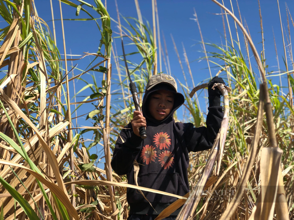 Em nhỏ tranh thủ thời gian nghỉ học đi theo phụ bố mẹ chặt mía