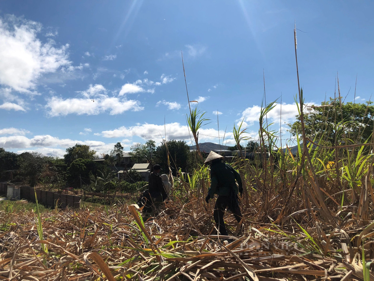 Vụ thu hoạch mía tại Kon Tum kéo dài khoảng 2 tháng.