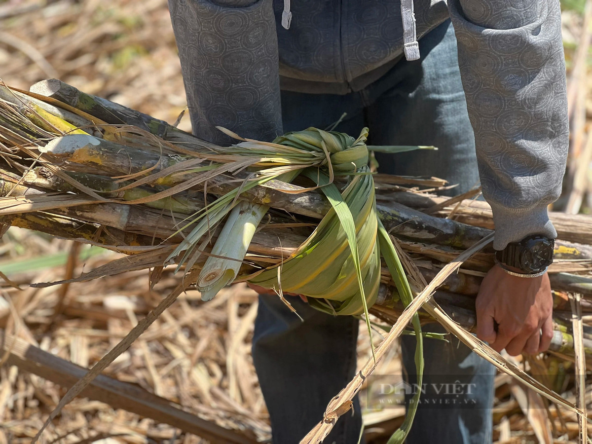 Theo các chủ vườn mía, tiền công khi thuê lao động được tính khoán 2.000 đồng/bó, trung bình một bó có 15 cây mía. Mỗi ngày, bà con thể kiếm được 250 -300 ngàn đồng