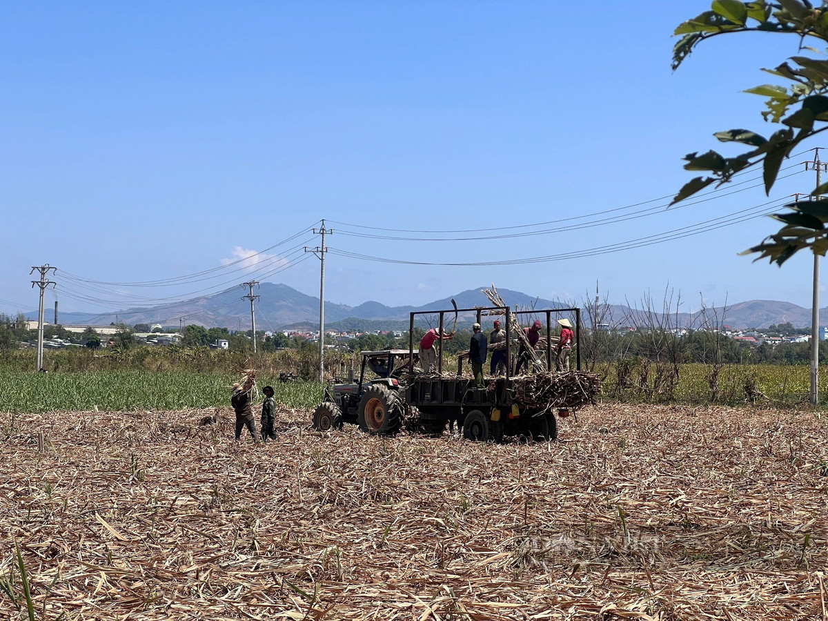 Mía sau khi thu hoạch sẽ được đưa lên xe, kiểm điểm trước khi chở về nhà máy để thu mua