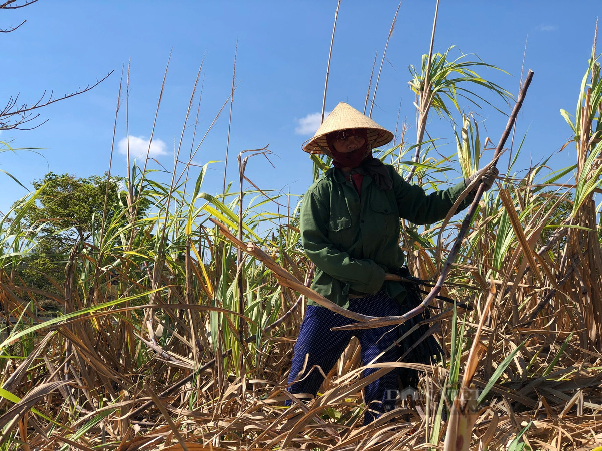 Chị Y Don (trú tại xã Vinh Quang, TP.Kon Tum) chia sẻ, chị đã gắn bó công việc chặt mía thuê khoảng 7 năm. Trung bình mỗi ngày, chị chặt được khoảng 200-300 bó tùy theo thời tiết nắng nóng hay mát mẻ. 1 tuần chị làm khoảng 2-3 ngày