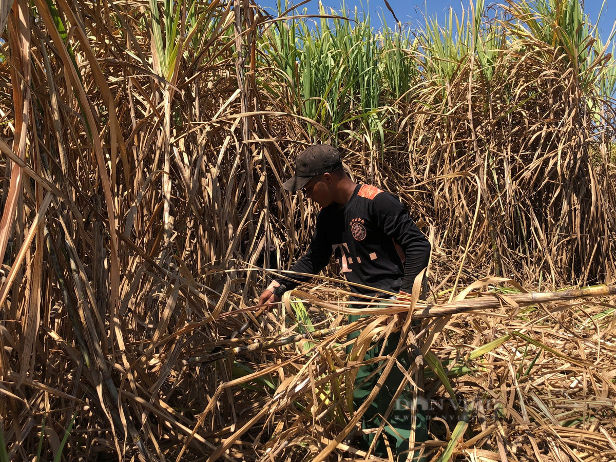 Anh A Luân (trú tại xã Đoàn Kết, TP.Kon Tum) cho biết, việc chặt mía thuê tuy nặng nhọc nhưng một vụ mía có thể kiếm được vài triệu đồng/vụ thu hoạch. “Chỉ cần mình cẩn thận khỏi lá mía cứa hoặc lông mía rụng vào người là được”, anh Luân nói