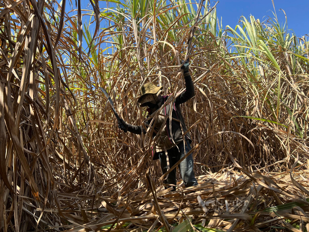 Nhiệt độ ngoài trời lên đến 35 độ C nên phần lớn bà con đều phải trùm khăn, đeo găng tay, khẩu trang, mặc quần áo kín mít để chống chọi với cái nắng