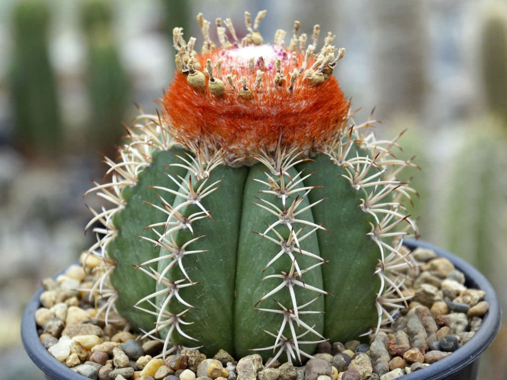 Cây xương rồng mũ Thổ Nhĩ Kỳ (Melocactus salvadorensis) có một bộ phận mang hoa đặc trưng, trông như cái mũ, nằm trên thân cây hình cầu khi trưởng thành. Nó mọc trên đất đá trống trải ở Đông Bắc Brazil, đạt chiều cao 20 cm.