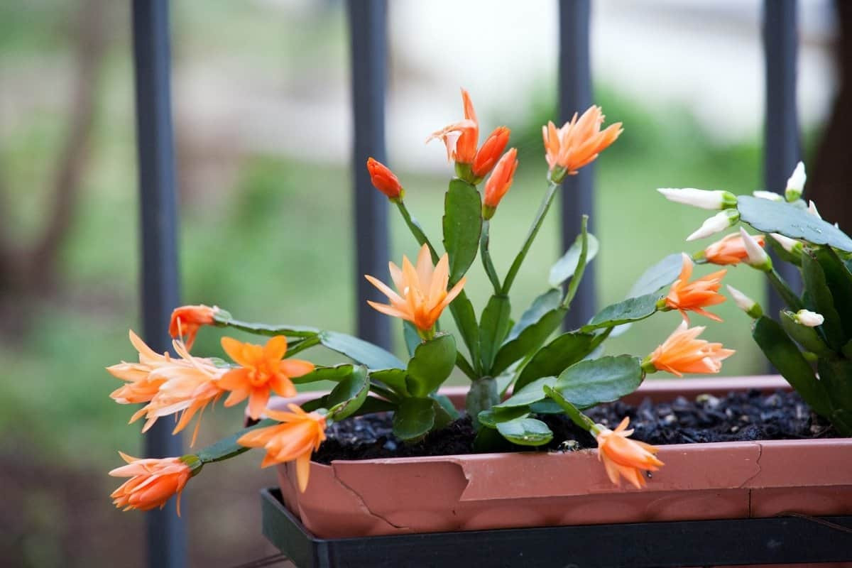 Xương rồng càng cua (Schlumbergera truncata) là loài cây biểu sinh ra hoa vào mùa đông ở rừng mưa nhiệt đới Đông Nam Brazil. Tạo thành tán rộng khoảng 30 cm, đây là cây cảnh trong nhà phổ biến toàn cầu.