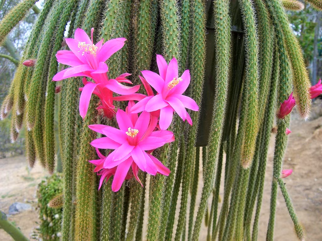 Xương rồng đuôi chuột (Aporocactus flagelliformis) có nhiều hoa, thân mọng nước buông rủ tạo thành các dải dài đến 1,5 mét từ cây gỗ hoặc bề mặt đá ở các vùng rừng Mexico.