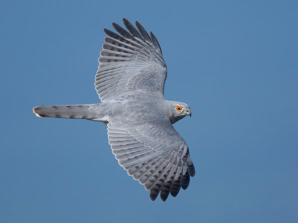 Chim ưng xám (Accipiter badius) dài 30-36 cm, là loài định cư tương đối phổ biến trong cả nước (trừ Tây Bắc). Chúng sống ở các khu vực trống trải trong rừng lá rụng thường xanh, rừng rụng lá, rừng hỗn giao thường xanh và rừng lá kim, khu canh tác nông nghiệp. Ảnh: eBird.