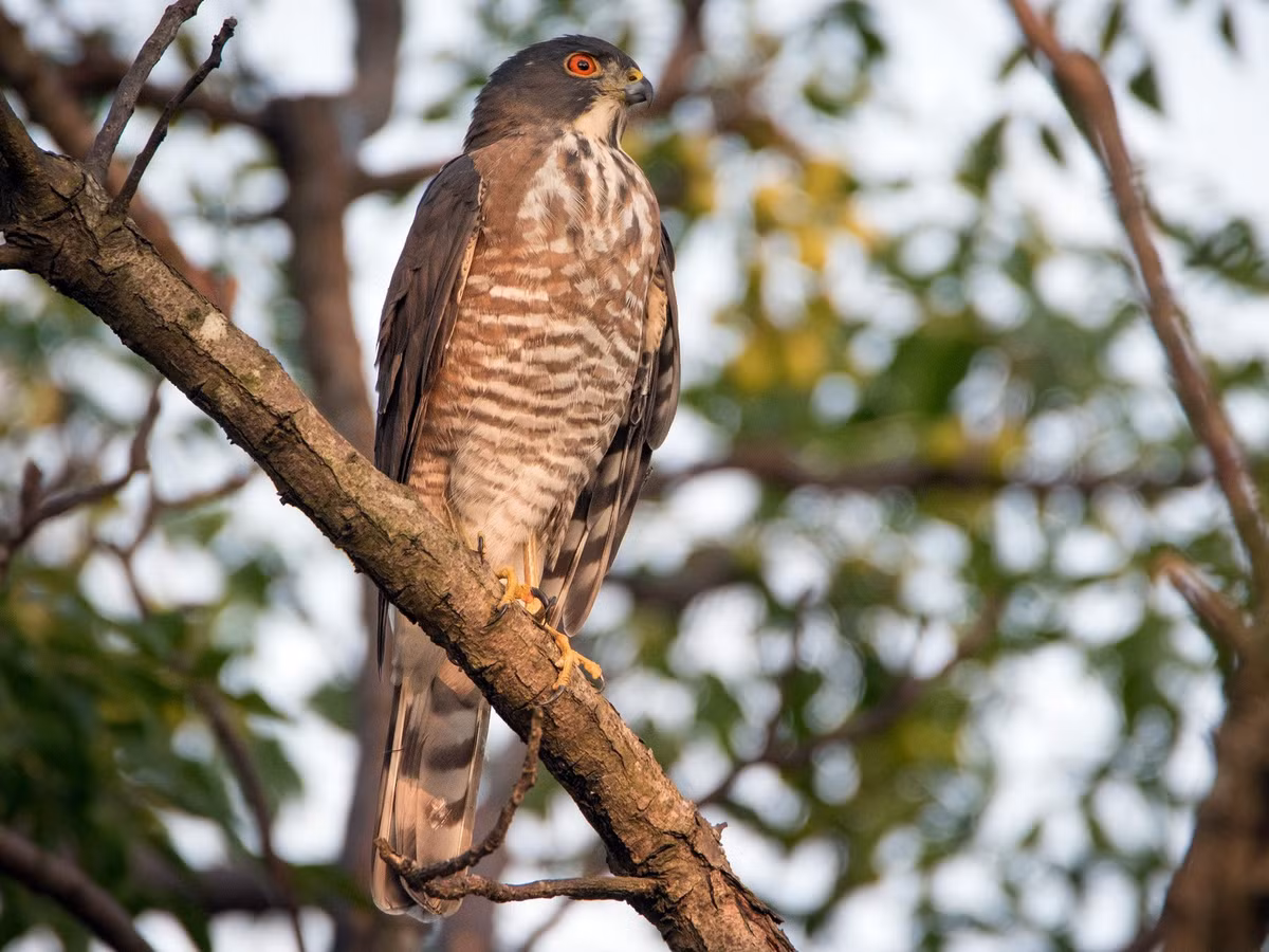 Chim ưng bụng hung (Accipiter virgatus) dài 26-32 cm, là loài định cư không phổ biến trong cả nước (VQG Cát Tiên, Lò Gò Xa Mát). Sinh cảnh của chúng là rừng lá rộng thường xanh, hỗn giao bán thường xanh. Ảnh: eBird.