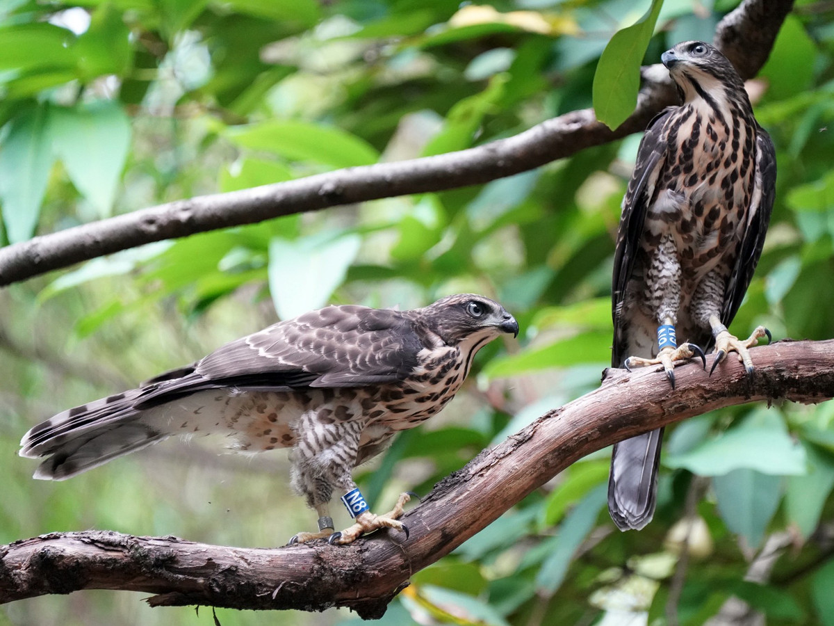 Chim ưng Ấn Độ (Accipiter trivirgatus) dài 40-46 cm, là loài định cư tương đối phổ biến trong cả nước (VQG Ba Vì, Cúc Phương, Bạch Mã, Cát Tiên). Sinh cảnh của chúng là rừng lá rụng thường xanh, rừng hỗn giao bán thường xanh, rừng lá kim. Ảnh: eBird.
