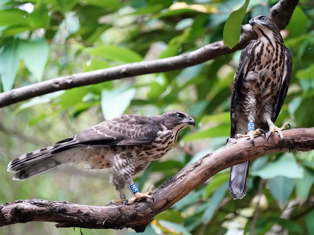 Chim ưng Ấn Độ (Accipiter trivirgatus) dài 40-46 cm, là loài định cư tương đối phổ biến trong cả nước (VQG Ba Vì, Cúc Phương, Bạch Mã, Cát Tiên). Sinh cảnh của chúng là rừng lá rụng thường xanh, rừng hỗn giao bán thường xanh, rừng lá kim. Ảnh: eBird.