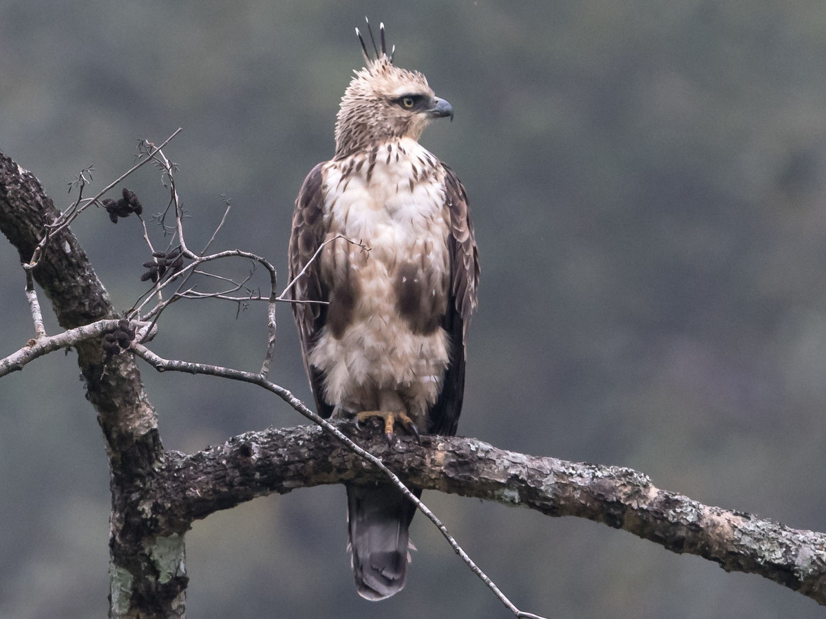 Diều núi (Nisaetus nipalensis) dài 66-75 cm, là loài định cư hiếm đến không phổ biến trong cả nước (VQG Hoàng Liên Sa Pa, Tam Đảo, Cát Bà, Cúc Phương, Bạch Mã, Chư Yangsin). Chúng sống ở rừng lá rụng thường xanh, rừng rụng lá và rừng hỗn giao. Ảnh: eBird.