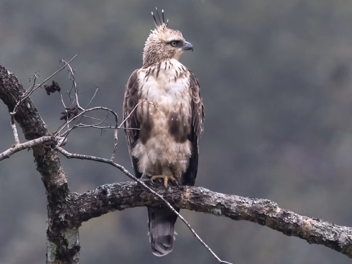 Diều núi (Nisaetus nipalensis) dài 66-75 cm, là loài định cư hiếm đến không phổ biến trong cả nước (VQG Hoàng Liên Sa Pa, Tam Đảo, Cát Bà, Cúc Phương, Bạch Mã, Chư Yangsin). Chúng sống ở rừng lá rụng thường xanh, rừng rụng lá và rừng hỗn giao. Ảnh: eBird.