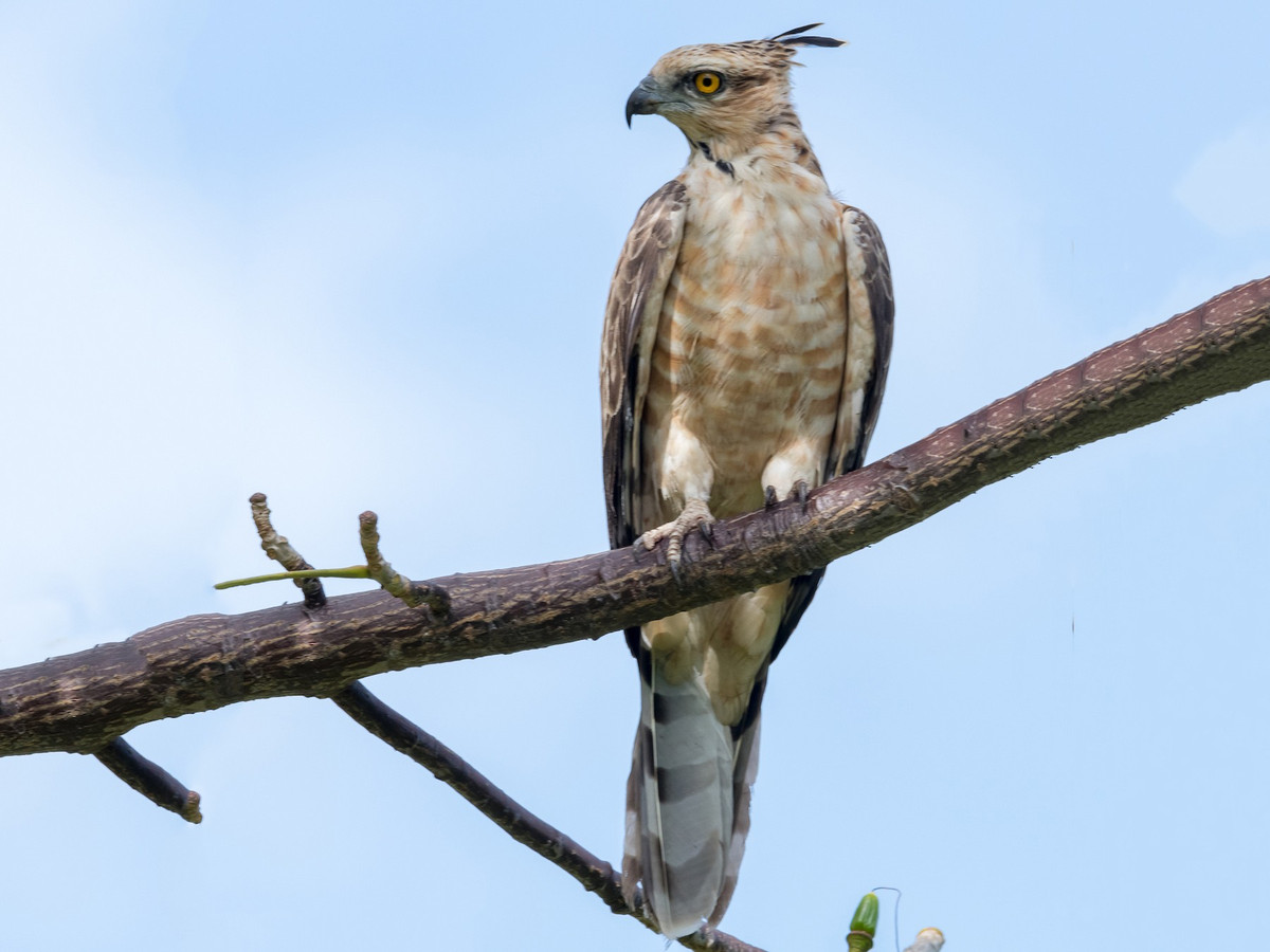 Diều hoa Jerdon (Aviceda jerdoni) dài 45-46 cm, là loài định cư hiếm đến không phổ biến tại Bắc Trung Bộ và Nam Bộ, di cư trú đông không phổ biến qua Đông Bắc, lang thang qua Nam Trung Bộ. Chúng sống ở rừng lá rụng thường xanh, rừng đầm lầy nước ngọt và các sinh cảnh khác trên đường di cư. Ảnh: eBird.