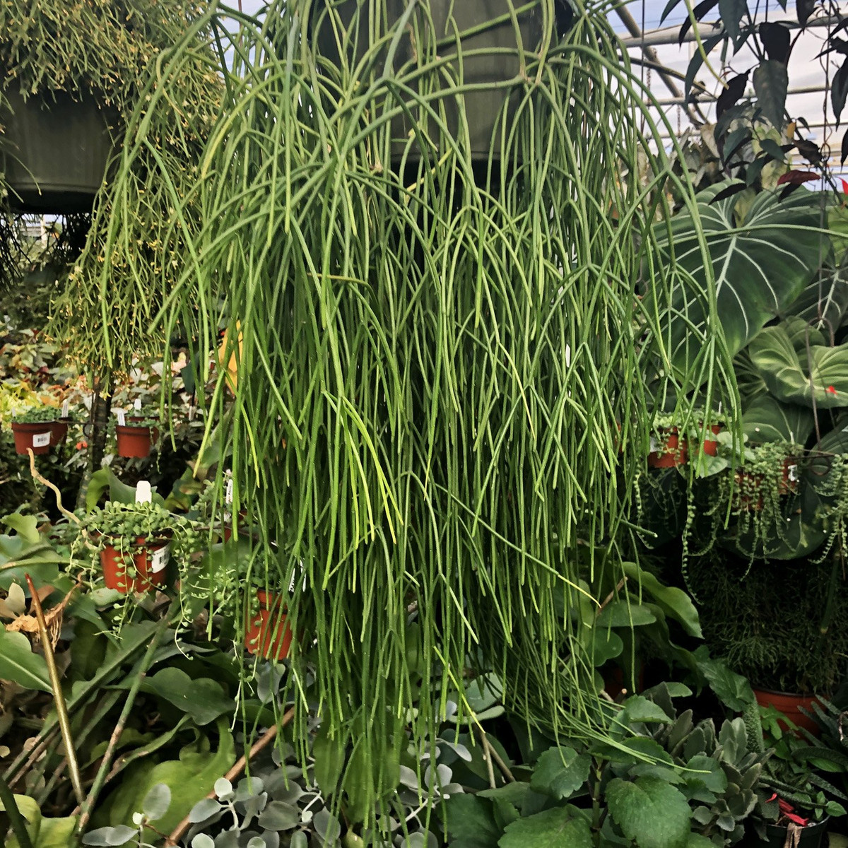 Cây xương rồng tầm gửi (Rhipsalis baccifera) là loài biểu sinh phân bố ở vùng nhiệt đới châu Phi, Madagascar, Sri Lanka và Nam Mỹ. Loài cây này có thể phát triển thành cụm lớn với chiều dài nhiều mét.