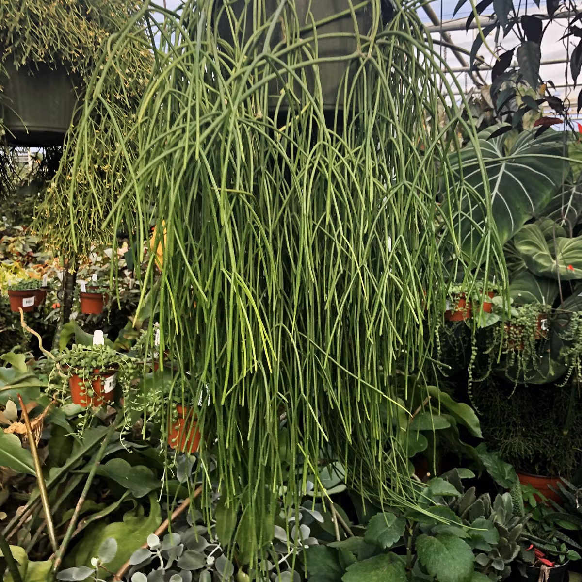 Cây xương rồng tầm gửi (Rhipsalis baccifera) là loài biểu sinh phân bố ở vùng nhiệt đới châu Phi, Madagascar, Sri Lanka và Nam Mỹ. Loài cây này có thể phát triển thành cụm lớn với chiều dài nhiều mét.