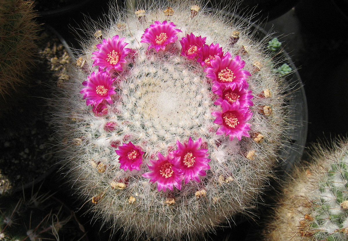Xương rồng cầu vành đỏ (Mammillaria hahniana) mọc ở các vùng bán hoang mạc Mexico, có những bông hoa màu hồng mọc thành vòng tròn trên thân nhiều lông tơ. Loài xương rổng nhỏ này cao 20 cm.