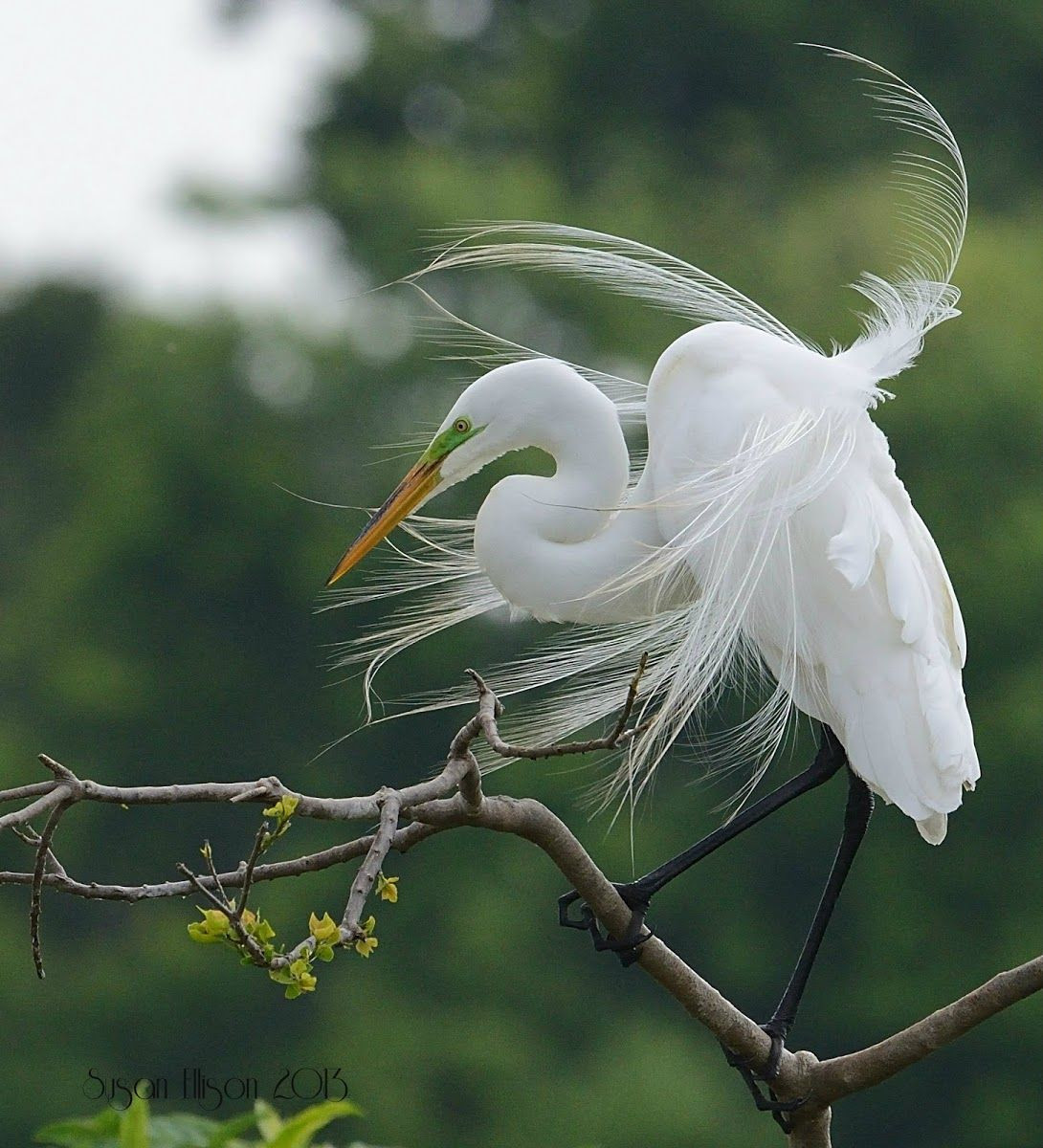 Gọi là “áo cưới” cũng không sai, vì bộ lông mới này chính là “trang phục” đặc biệt, chỉ xuất hiện khi cò kết đôi và thực hiện chức năng duy trì nòi giống.