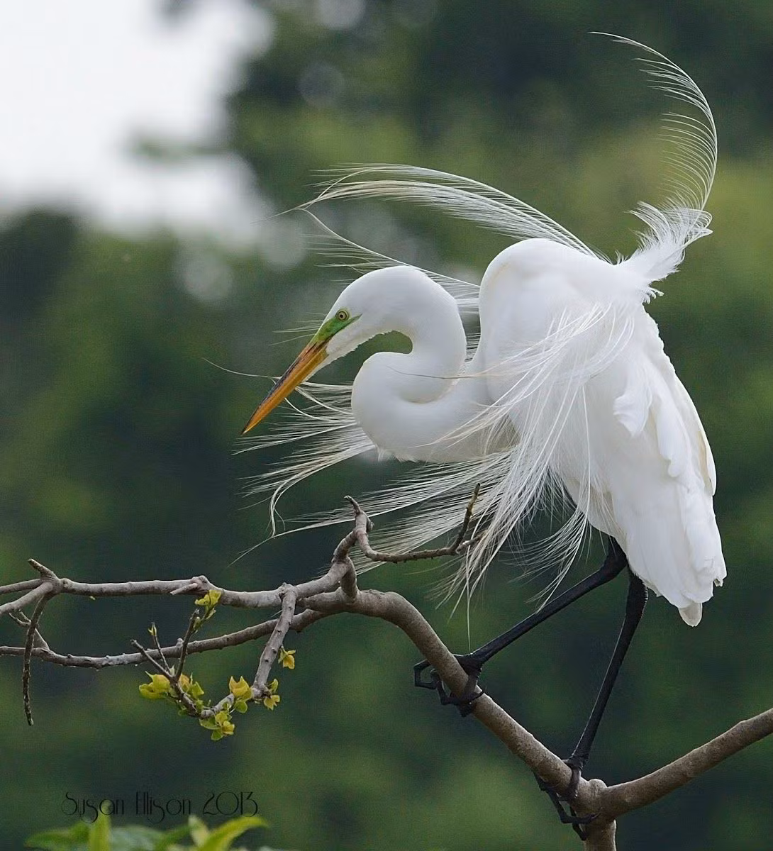 Gọi là “áo cưới” cũng không sai, vì bộ lông mới này chính là “trang phục” đặc biệt, chỉ xuất hiện khi cò kết đôi và thực hiện chức năng duy trì nòi giống.