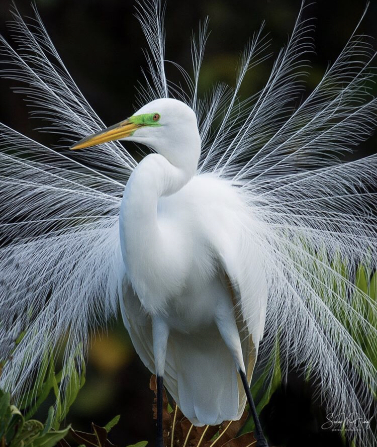 Cò trống sẽ dùng những chiếc lông tha thướt của mình để khoe mẽ với con mái. Đôi khi, chúng xòe lông ở đuôi thành một vòng tròn rất đẹp.