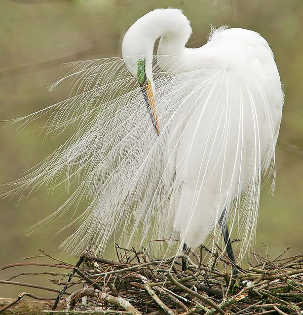 Theo đó, từ tháng 3 đến tháng 9 hàng năm, trong những ngày nhất định, cò trắng trưởng thành sẽ khoác lên mình một bộ cánh kỳ lạ. Khi đó, bộ lông trắng toát của chúng sẽ có thêm những lông dài ở đầu, đuôi, ngực và vai.