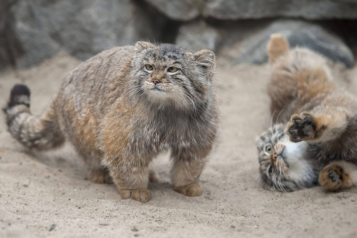Mèo Manul (Felis manul) dài 46-65 cm, sống trong các hoang mạc đá ở Trung Á. Chúng có chân ngắn, bộ lông xù màu xám chống chịu giá lạnh hiệu quả và cũng có tác dụng ngụy trang. Trái với vẻ ngoài mập thù lù, mèo Manul rất nhanh nhẹn khi săn thỏ chuột, chuột nhảy và gà gô.
