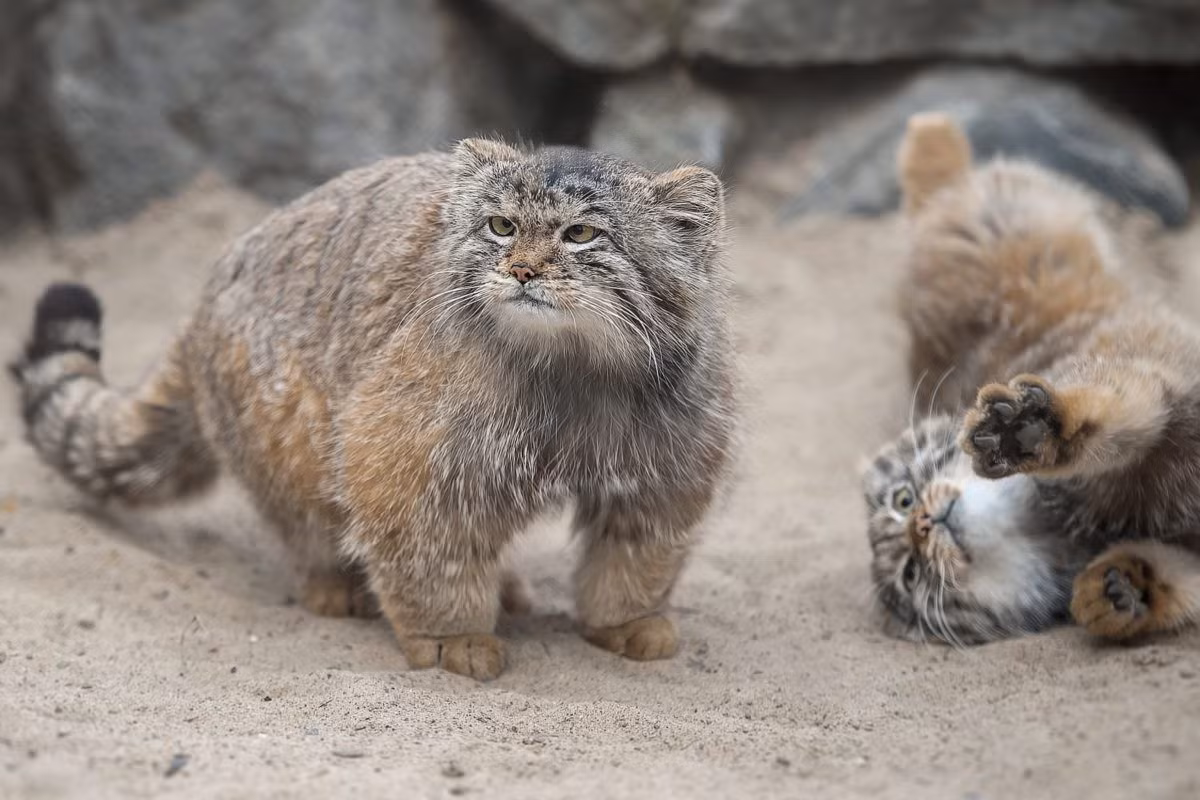 Mèo Manul (Felis manul) dài 46-65 cm, sống trong các hoang mạc đá ở Trung Á. Chúng có chân ngắn, bộ lông xù màu xám chống chịu giá lạnh hiệu quả và cũng có tác dụng ngụy trang. Trái với vẻ ngoài mập thù lù, mèo Manul rất nhanh nhẹn khi săn thỏ chuột, chuột nhảy và gà gô.