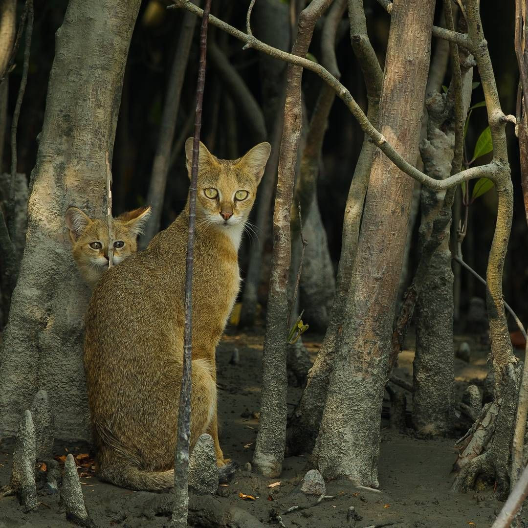 Mèo ri (Felis chaus) dài 61-85 cm, là loài mèo hoang dã phân bố từ Ai Cập đến Indonesia. Nó ưa sống ở các sinh cảnh đầm lầy và đồng cỏ.