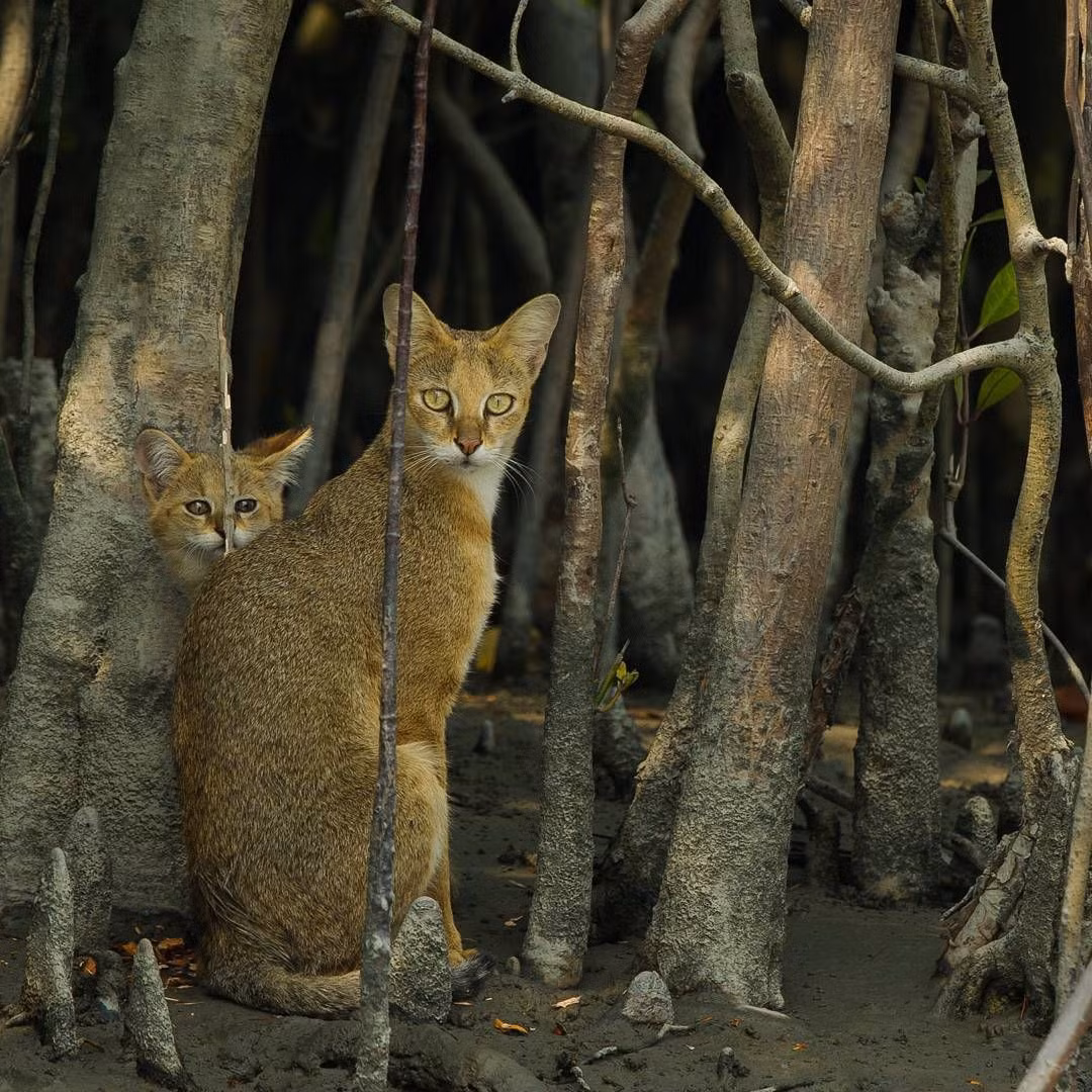 Mèo ri (Felis chaus) dài 61-85 cm, là loài mèo hoang dã phân bố từ Ai Cập đến Indonesia. Nó ưa sống ở các sinh cảnh đầm lầy và đồng cỏ.
