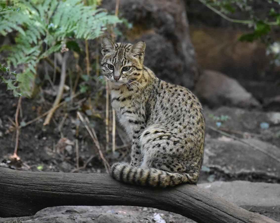 Mèo rừng Nam Mỹ (Leopardus geoffroyi) dài 43-88 cm, là loài dễ thích nghi, sống ở các đồng cỏ, rừng và đất ngập nước từ Bolivia đến Nam Argentina. Chúng săn các con thú nhỏ và chim.