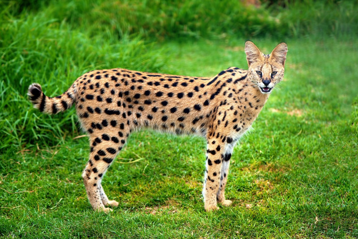 Mèo đồng cỏ châu Phi (Leptailurus serval) dài 59-92 cm, cư trú trongcacs sinh cảnh đồng cỏ hầu khắp châu Phi. Chúng là loài săn mồi nhanh nhẹn chuyên săn thú nhỏ. Các chân dài giúp chúng quan sát tốt ở nơi cỏ mọc rậm rạp.