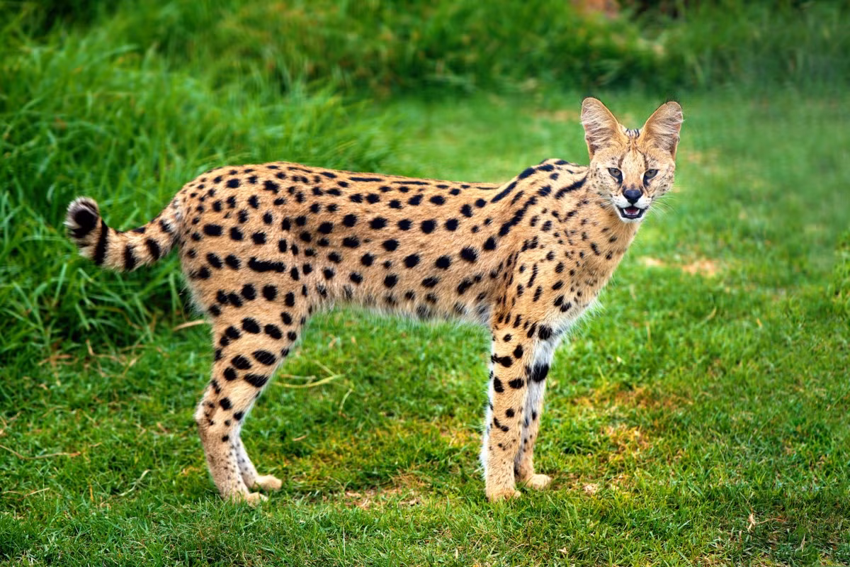 Mèo đồng cỏ châu Phi (Leptailurus serval) dài 59-92 cm, cư trú trongcacs sinh cảnh đồng cỏ hầu khắp châu Phi. Chúng là loài săn mồi nhanh nhẹn chuyên săn thú nhỏ. Các chân dài giúp chúng quan sát tốt ở nơi cỏ mọc rậm rạp.