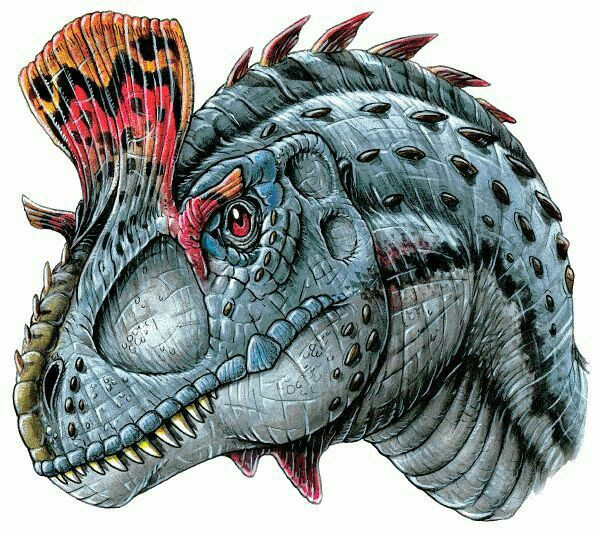 Cận cảnh chiếc đầu và mào sừng chạy ngang đỉnh đầu.