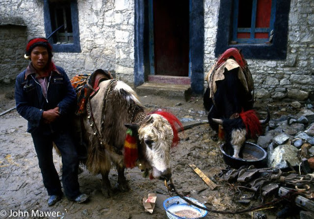 Người nông dân và những con bò yak được trang trí cầu kỳ bên ngoài ngôi nhà của mình, Tây Tạng năm 1987.