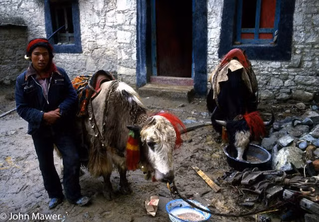 Người nông dân và những con bò yak được trang trí cầu kỳ bên ngoài ngôi nhà của mình, Tây Tạng năm 1987.