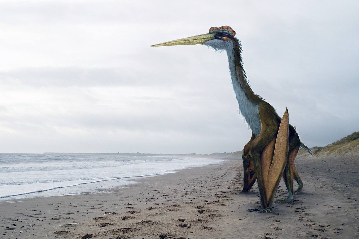 Tên của thằn lằn bay Quetzalcoatlus được đặt theo tên của linh vật Quetzalcoatl - con rắn thần có lông vũ biết bay của nền văn minh cổ Aztec ở Trung Mỹ.