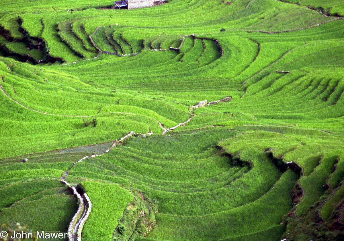 Những thửa ruộng bậc thang ở Nepal.