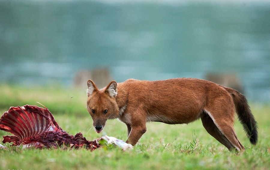 Mặc dù nguy hiểm như vậy, sói lửa hiếm khi chủ động tấn công con người. Có lẽ bản năng đã mách bảo chúng rằng loài người chính là loài vật nguy hiểm nhất trên quả đất.