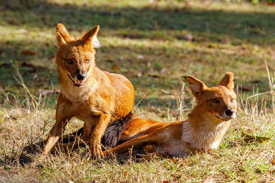 Khi xâm nhập vào lãnh địa của con người, sói đỏ thường hạ gục nhiều gia súc trong mỗi đợt tấn công, gây ra thiệt hại nghiêm trọng về kinh tế. Điều này khiến chúng trở thành đối tượng bị săn lùng và triệt hạ ở quanh các khu dân cư.
