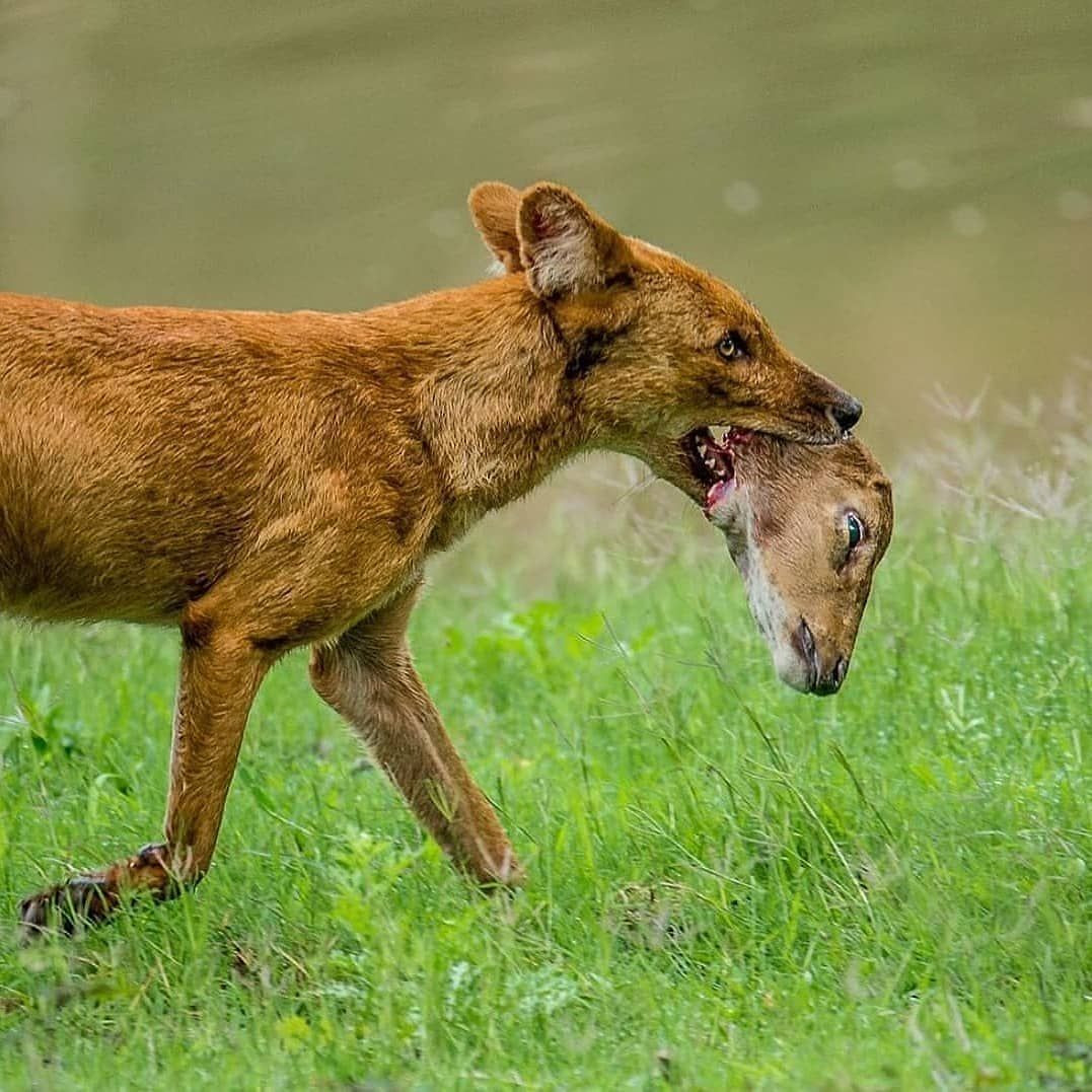 Khi con mồi kiệt sức, gục xuống vì đau đớn và máu nhiều, bữa tiệc thịnh soạn của bầy đàn sói đỏ sẽ bắt đầu. Chúng có tập tính ăn hết thịt mông trâu bò, sau đó moi hết lòng phèo để ăn.