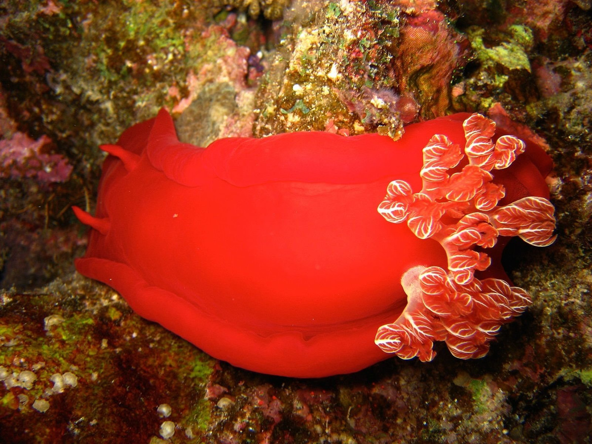 Sên vũ công Tây Ban Nha (Hexabranchus sanguineus) dài 30-40 cm, sống ở Ấn Độ Dương – Thái Bình Dương. Loài sên biển lớn này có màu đỏ tươi và chuyển động bơi tự do mềm mại giống như chân váy có diềm của các vũ công flamenco.