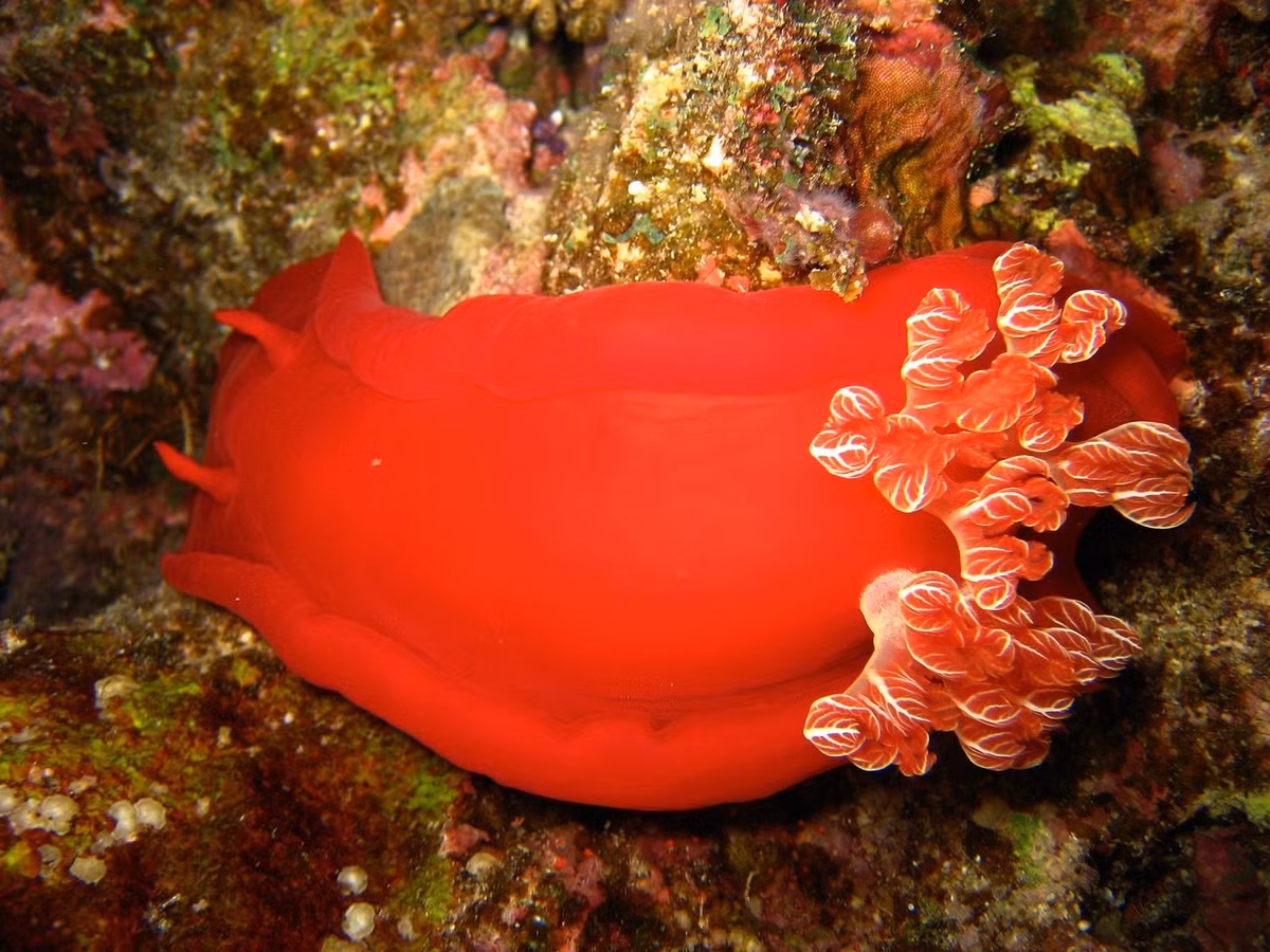Sên vũ công Tây Ban Nha (Hexabranchus sanguineus) dài 30-40 cm, sống ở Ấn Độ Dương – Thái Bình Dương. Loài sên biển lớn này có màu đỏ tươi và chuyển động bơi tự do mềm mại giống như chân váy có diềm của các vũ công flamenco.