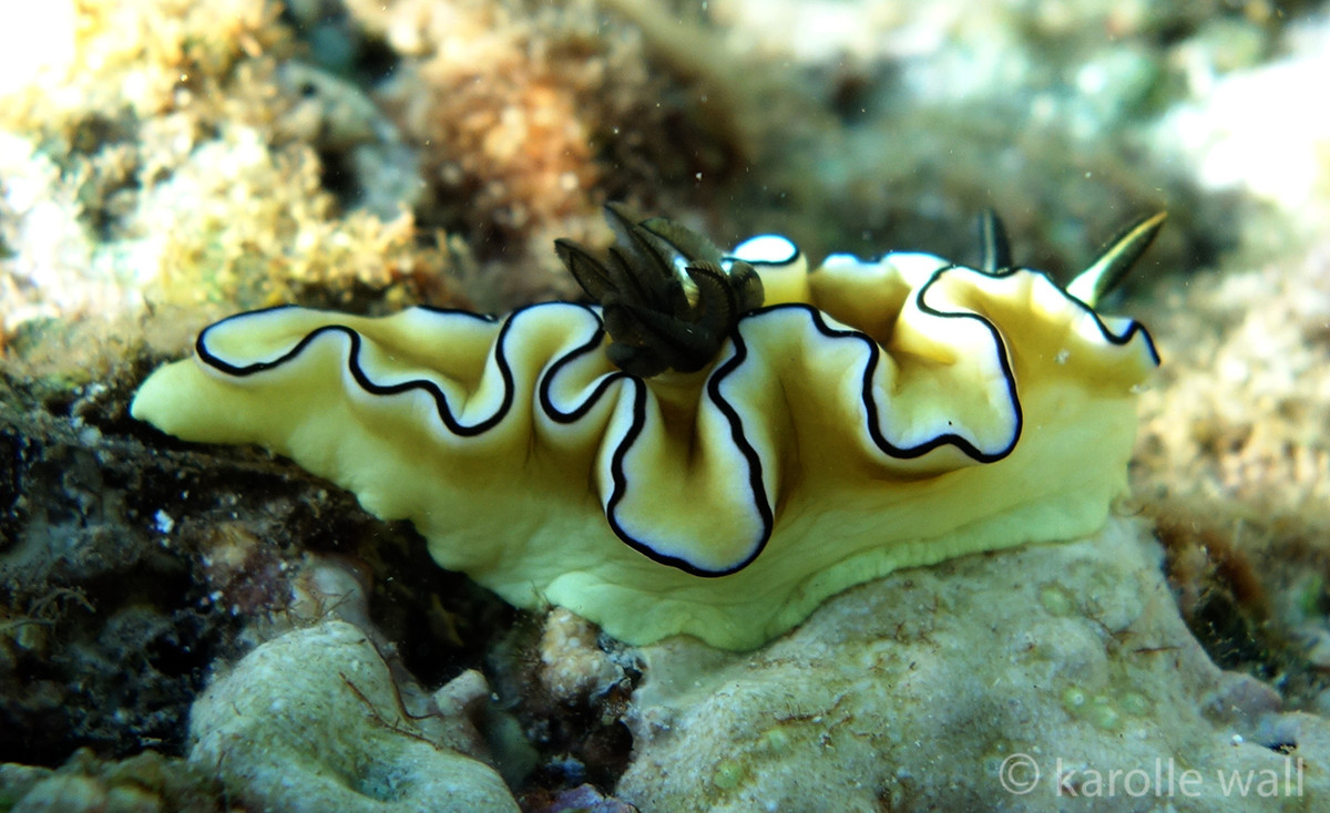 Sên trần rìa đen (Glossodoris atromarginata) dài 5-7 cm, sống ở các vùng biển nóng ở Ấn Độ Dương – Thái Bình Dương. Chúng có màu sắc đa dạng từ trắng đến hồng nhạt, là loài chuyên ăn hải miên.