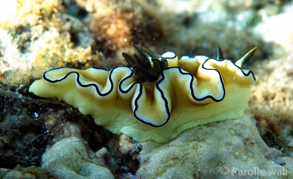 Sên trần rìa đen (Glossodoris atromarginata) dài 5-7 cm, sống ở các vùng biển nóng ở Ấn Độ Dương – Thái Bình Dương. Chúng có màu sắc đa dạng từ trắng đến hồng nhạt, là loài chuyên ăn hải miên.