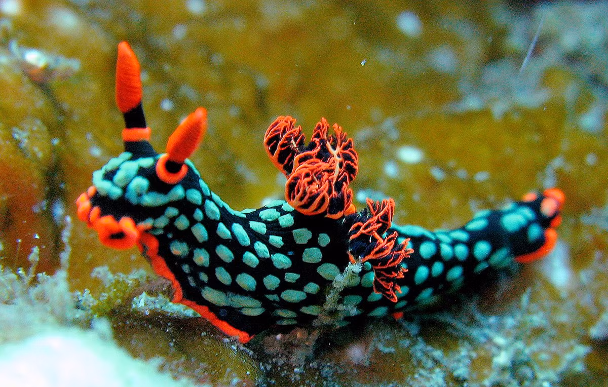 Sên biển neon đa sắc (Nembrotha kubaryana) dài 10-12 cm, sống ở Ấn Độ Dương – Thái Bình Dương. Chúng ăn hải tiêu và tích trữ các chất hóa học dùng để tự vệ của hải tiêu vào dịch nhầy của mình.