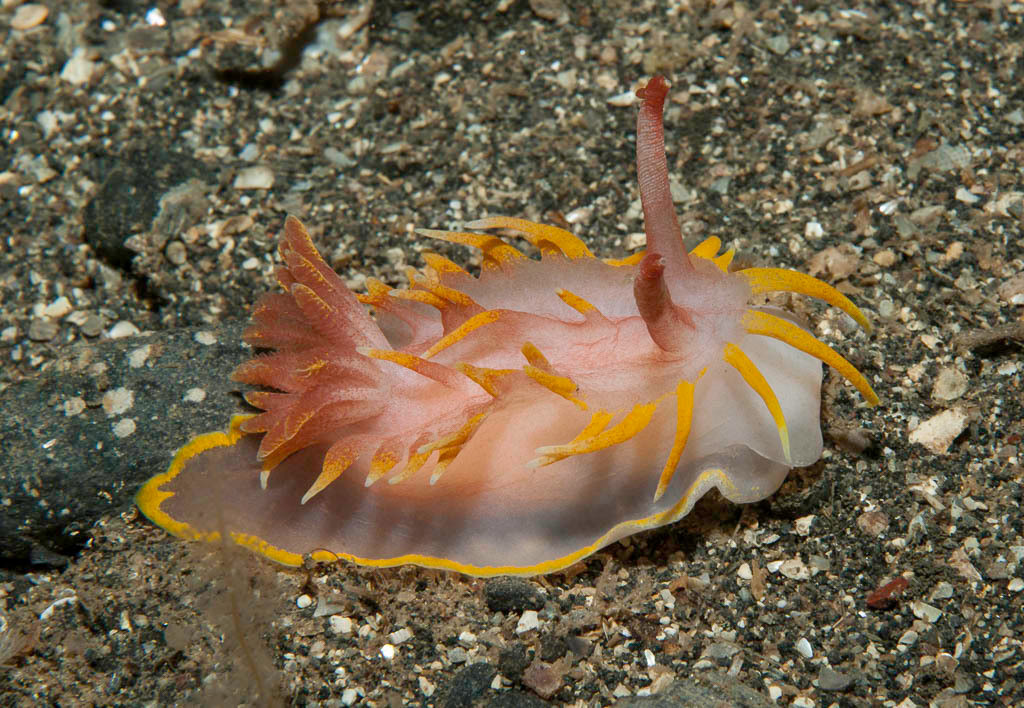 Sên trần ăn hải tiêu (Okenia elegans) dài 7-8 cm, sống ở các vùng biển quanh châu Âu, gồm cả Địa Trung Hải, chuyên ăn hải tiêu. Chúng còn có tên khác là sên trần váy vàng.