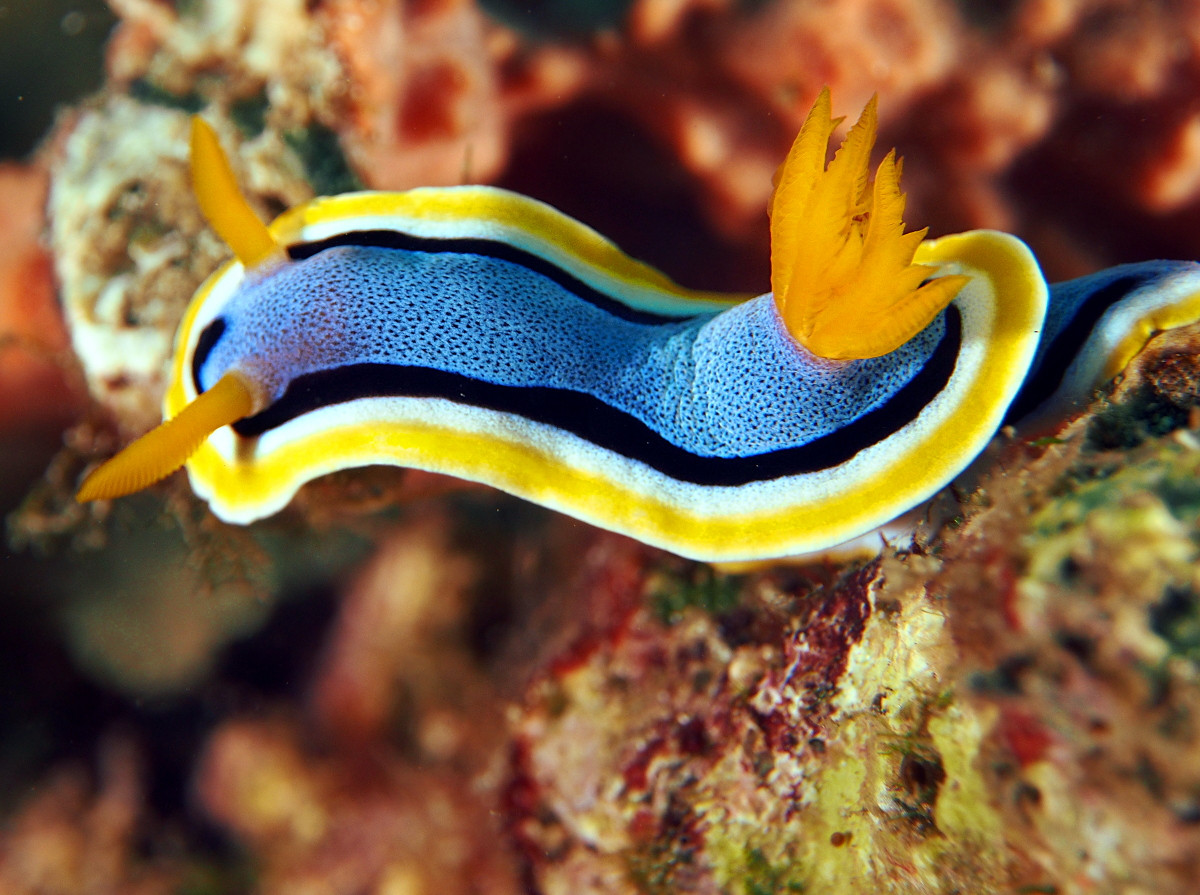 Sên trần Anna (Chromodoris annae) dài 2-5 cm, phân bố ở Tây Thái Bình Dương. Chúng có màu sắc đa dạng, là một loài chuyên ăn hải miên.