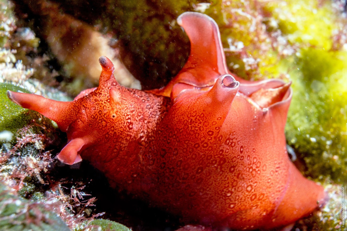 Thỏ biên vân (Aplysia punctata) dài 7-20 cm, phân bố ở các vùng biển châu Âu. Loài này tụ tập thành các nhóm sinh sản lớn. Để tự vệ, chúng tiết ra mực khi cảm thấy bị đe dọa.