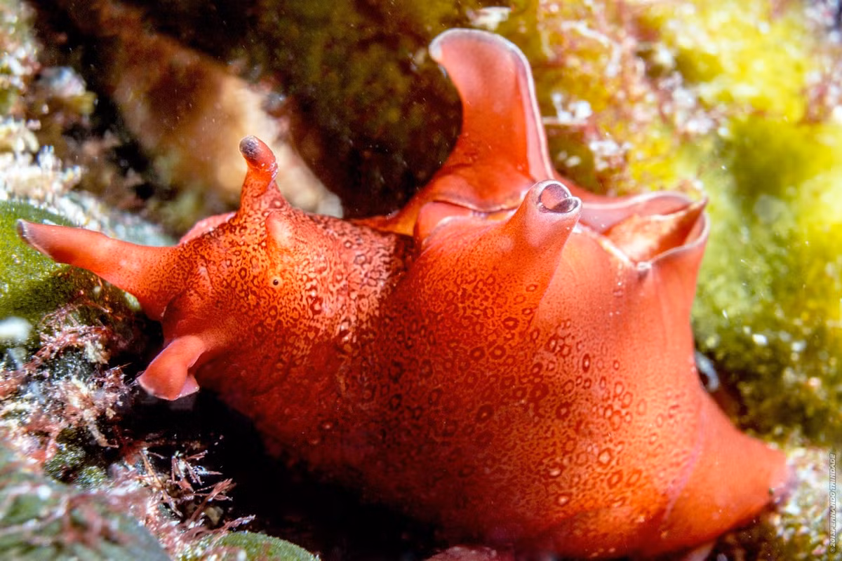 Thỏ biên vân (Aplysia punctata) dài 7-20 cm, phân bố ở các vùng biển châu Âu. Loài này tụ tập thành các nhóm sinh sản lớn. Để tự vệ, chúng tiết ra mực khi cảm thấy bị đe dọa.