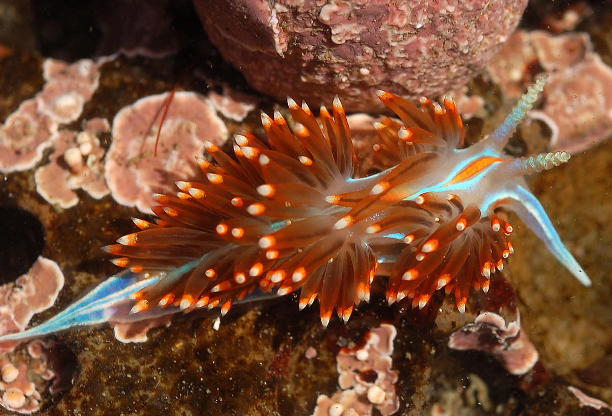 Sên trần chồi chích (Hermissenda crassicornis) dài 4-5 cm, sống ở vùng gian triều Bắc Thái Bình Dương. Chúng thuộc nhóm sên biển có chồi chích nhô lên trên cơ thể, trong đó có những ngòi chích, dùng để làm tê liệt những con sứa mà nó ăn.